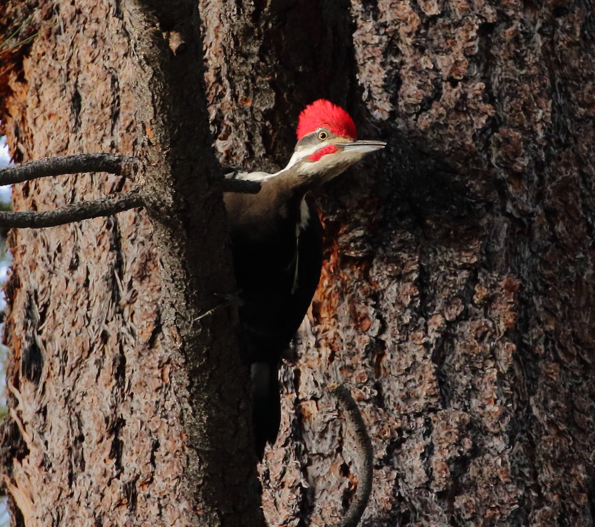 Pileated Woodpecker - Rob Lowry