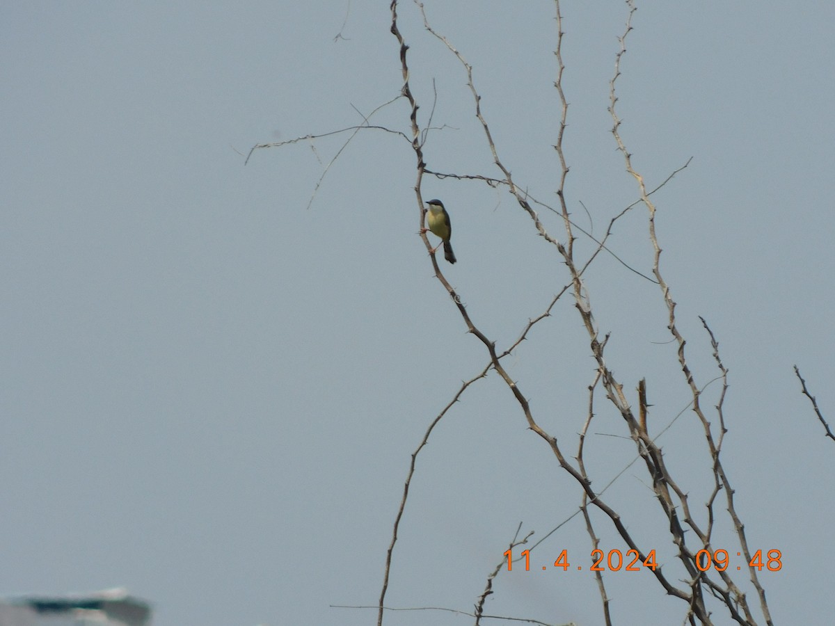 Ashy Prinia - ML617865372