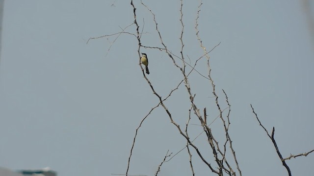 Prinia Cenicienta - ML617865373