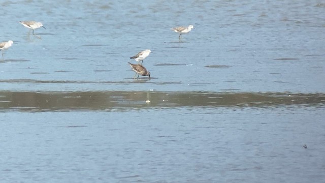Long-billed Dowitcher - ML617865378
