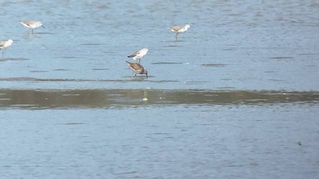 Long-billed Dowitcher - ML617865378