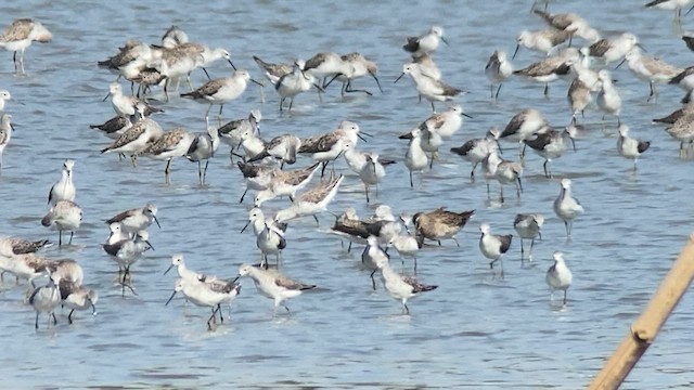 Long-billed Dowitcher - ML617865379