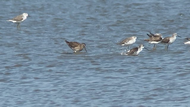 Long-billed Dowitcher - ML617865380