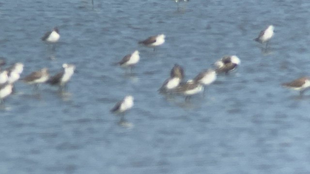 langnebbekkasinsnipe - ML617865381