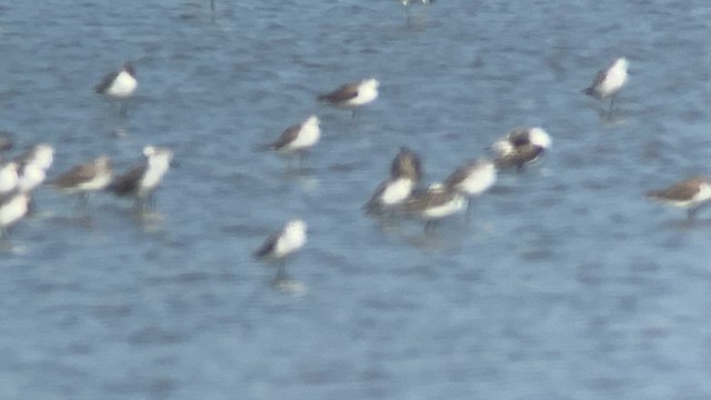 Long-billed Dowitcher - ML617865381