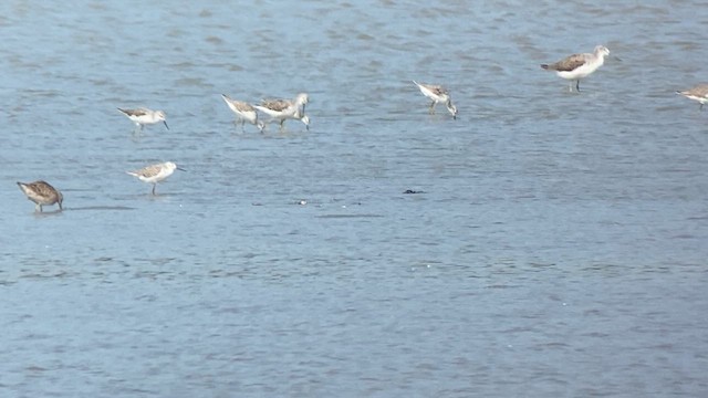 langnebbekkasinsnipe - ML617865383