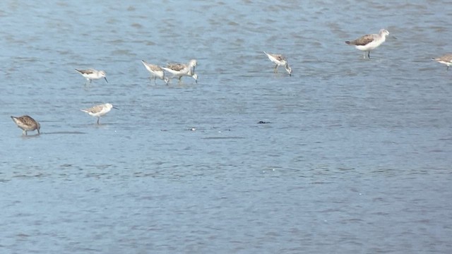 Long-billed Dowitcher - ML617865383