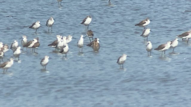 langnebbekkasinsnipe - ML617865385