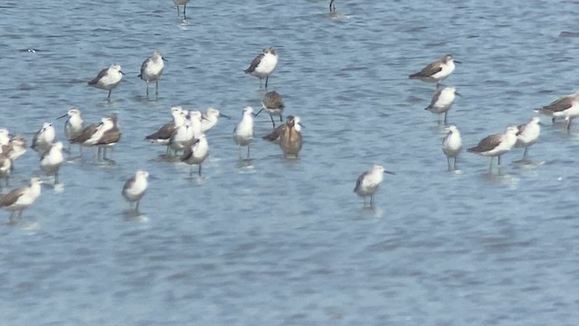 Long-billed Dowitcher - ML617865385