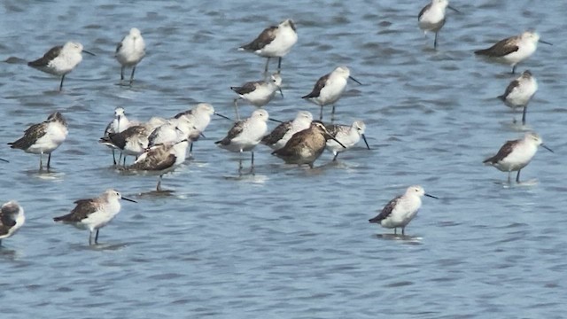 langnebbekkasinsnipe - ML617865386