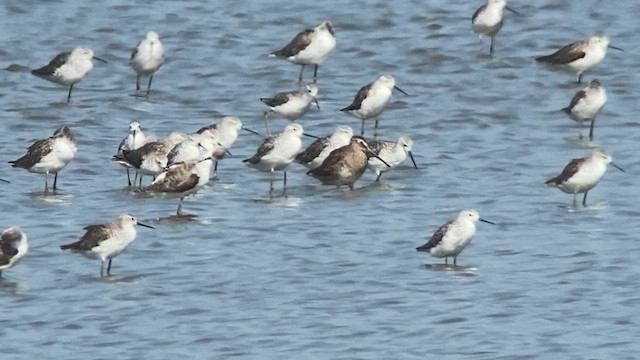 Long-billed Dowitcher - ML617865386