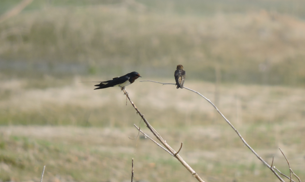 Streak-throated Swallow - Suzhal Arivom (Group Account)