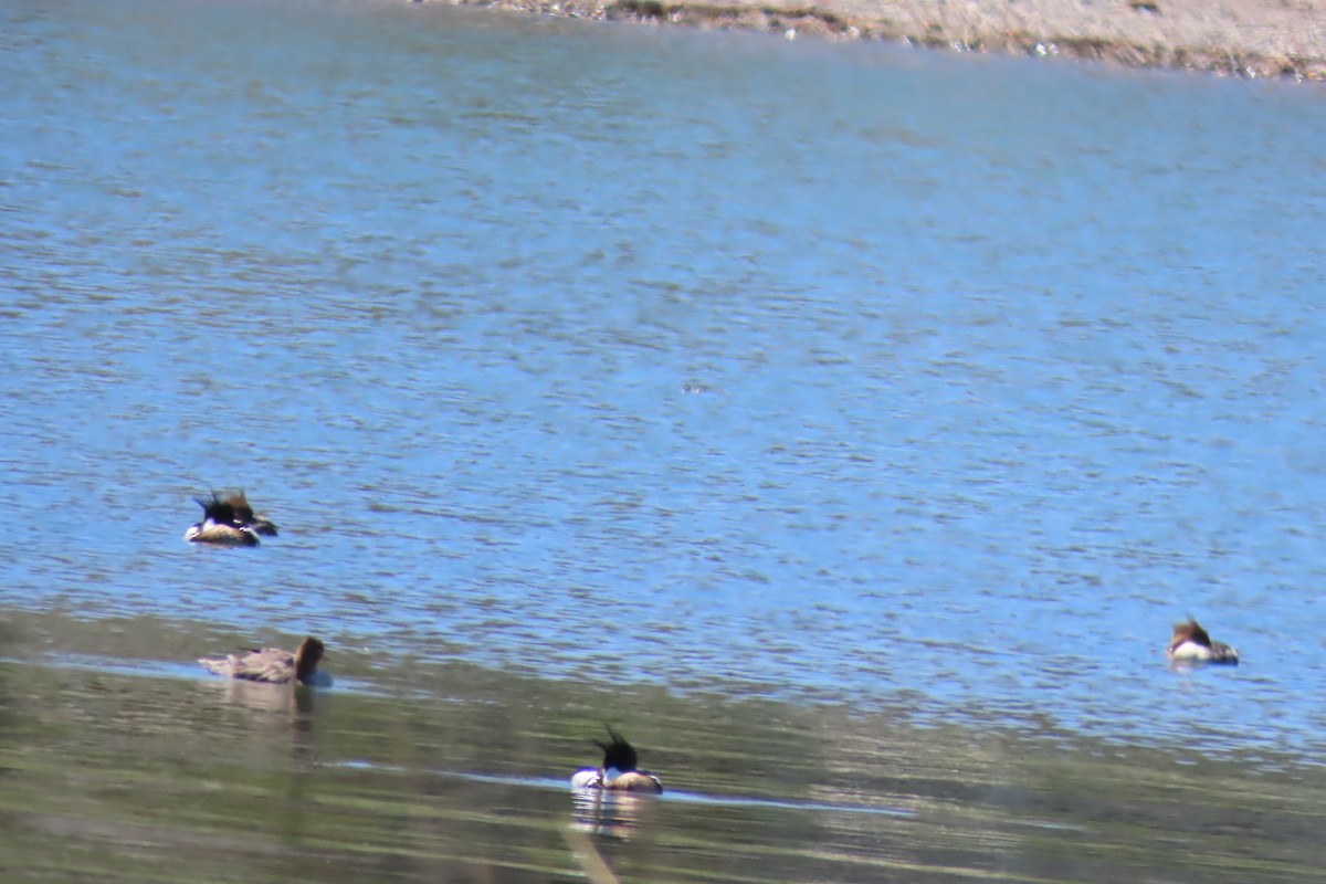 Red-breasted Merganser - Kathleen Rawdon