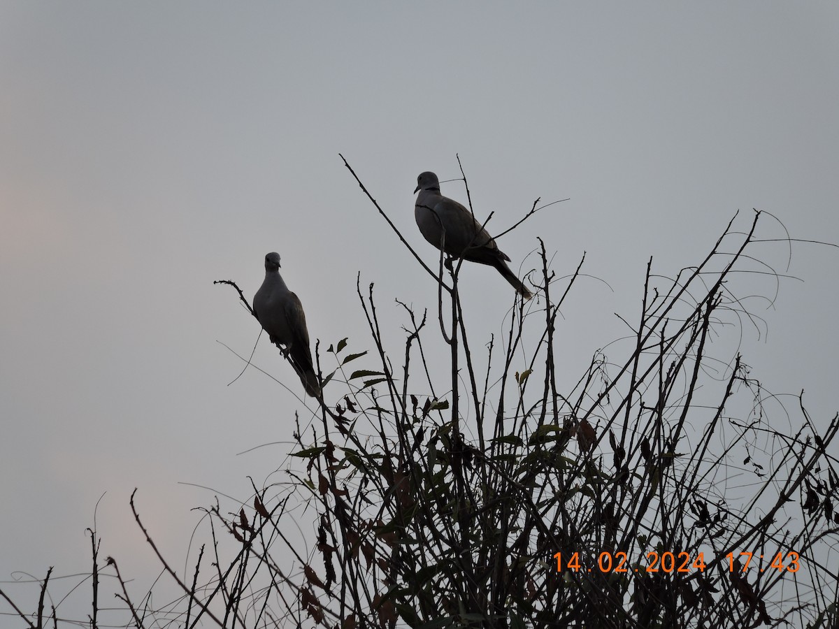 tyrkerdue - ML617865576