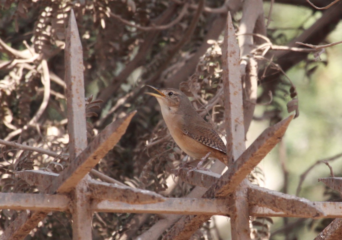 House Wren - ML617865586