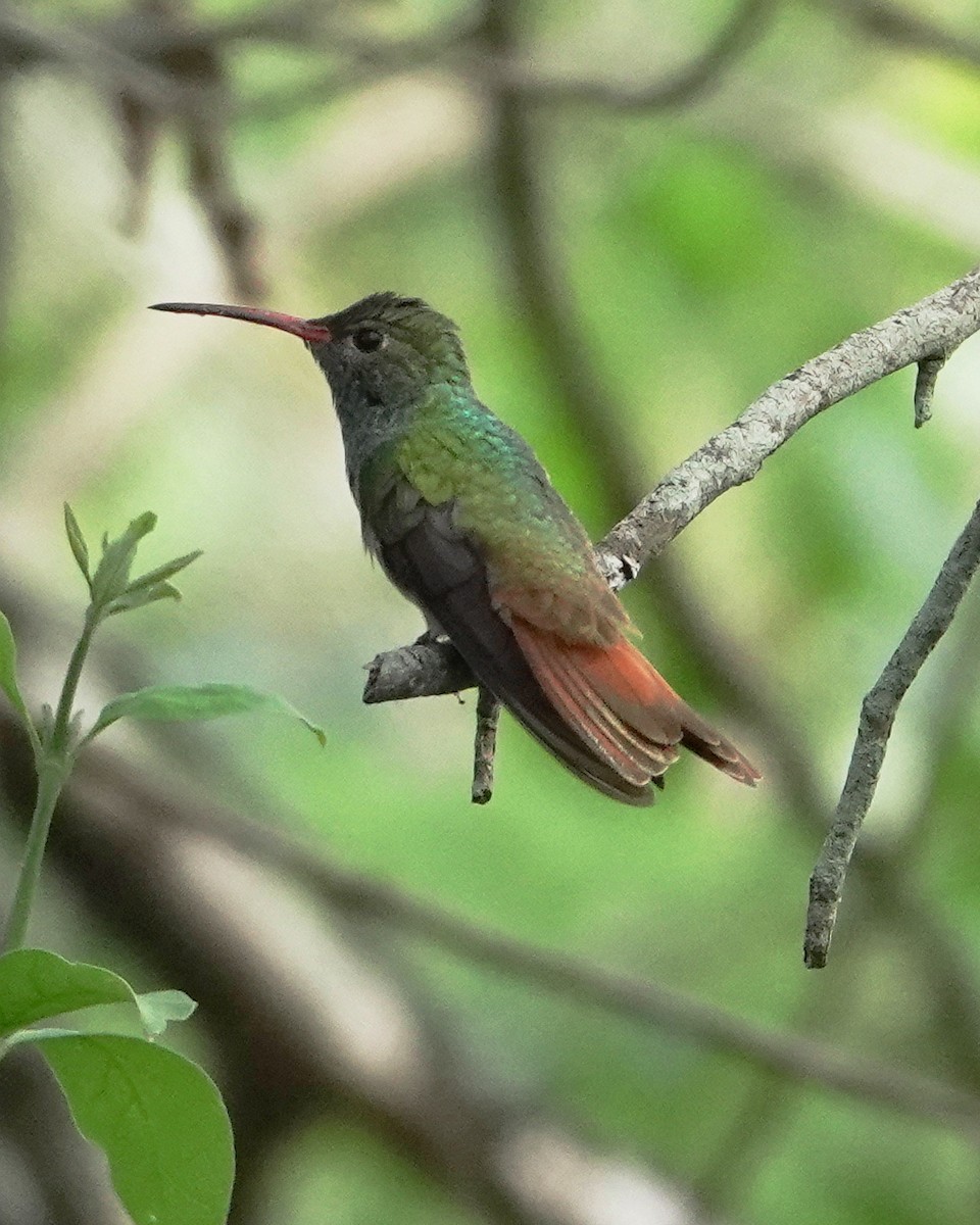 Buff-bellied Hummingbird - ML617865600