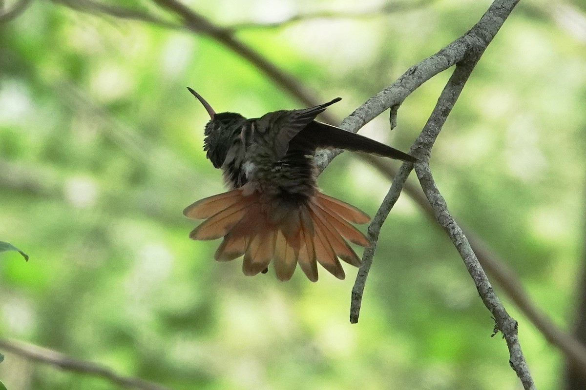 Buff-bellied Hummingbird - ML617865601