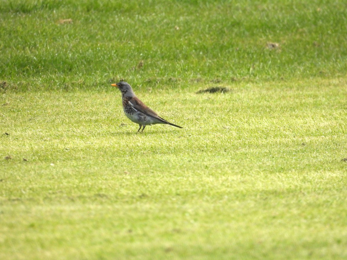 Fieldfare - ML617865662