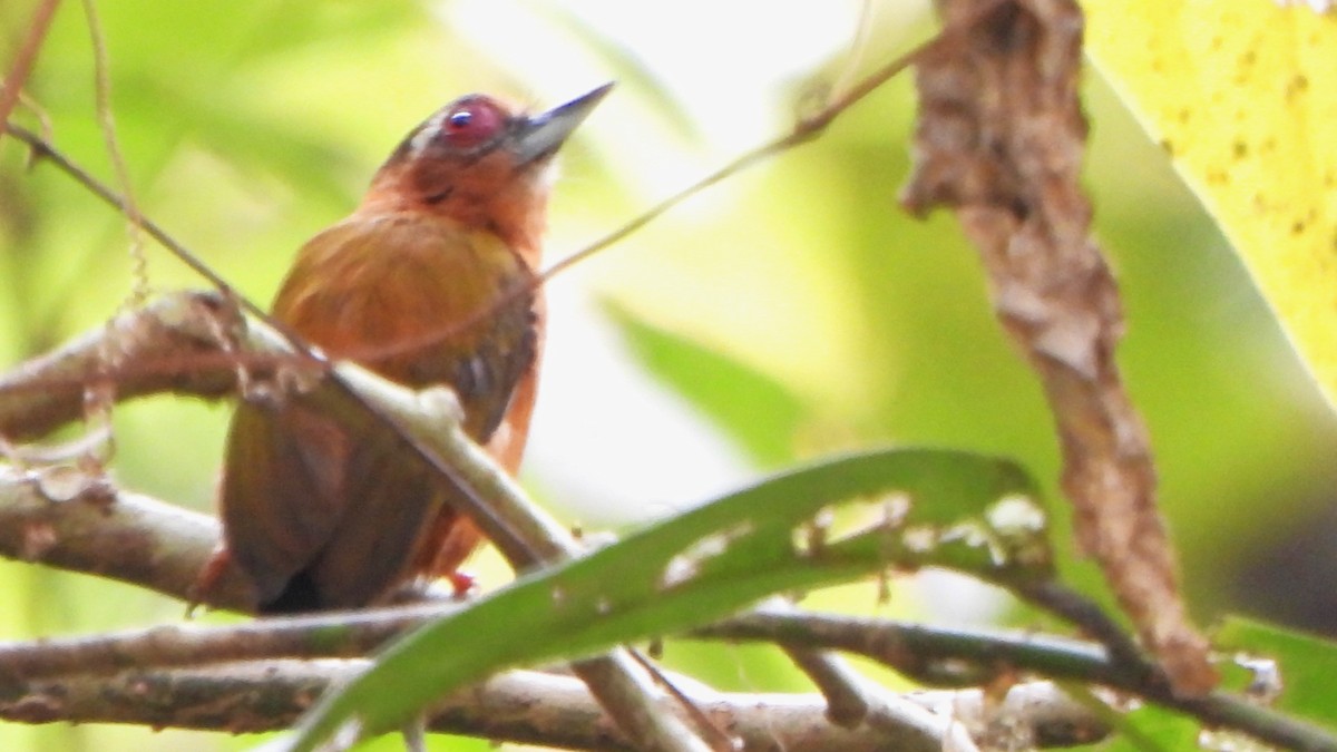 White-browed Piculet - ML617865675