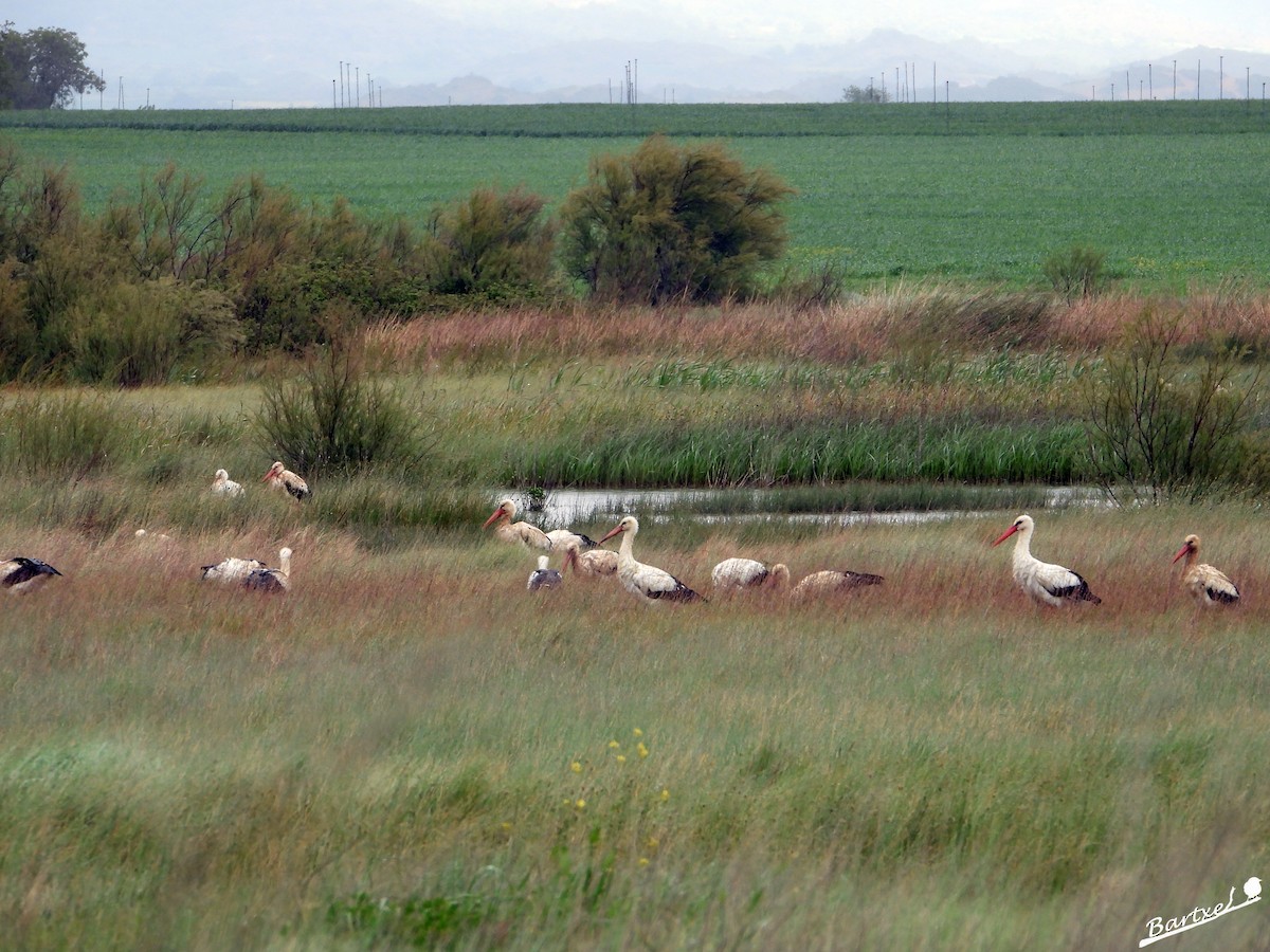 White Stork - J. Alfonso Diéguez Millán 👀