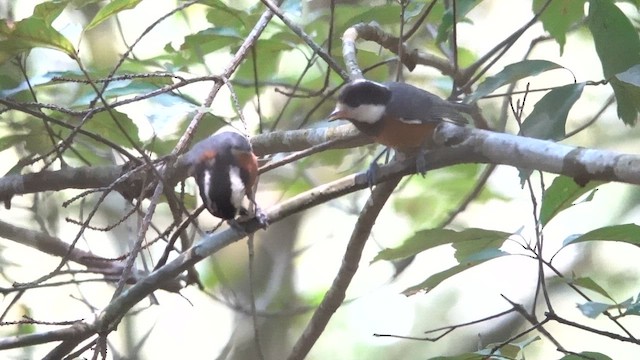 Chestnut-bellied Tit - ML617865679