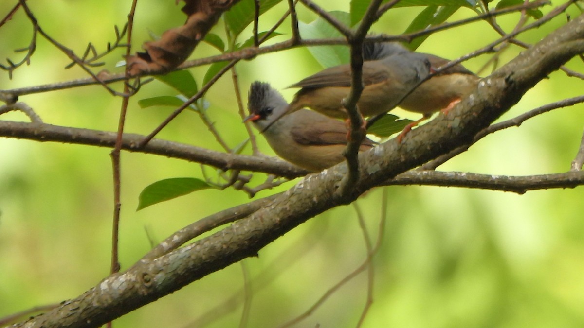 Black-chinned Yuhina - ML617865703