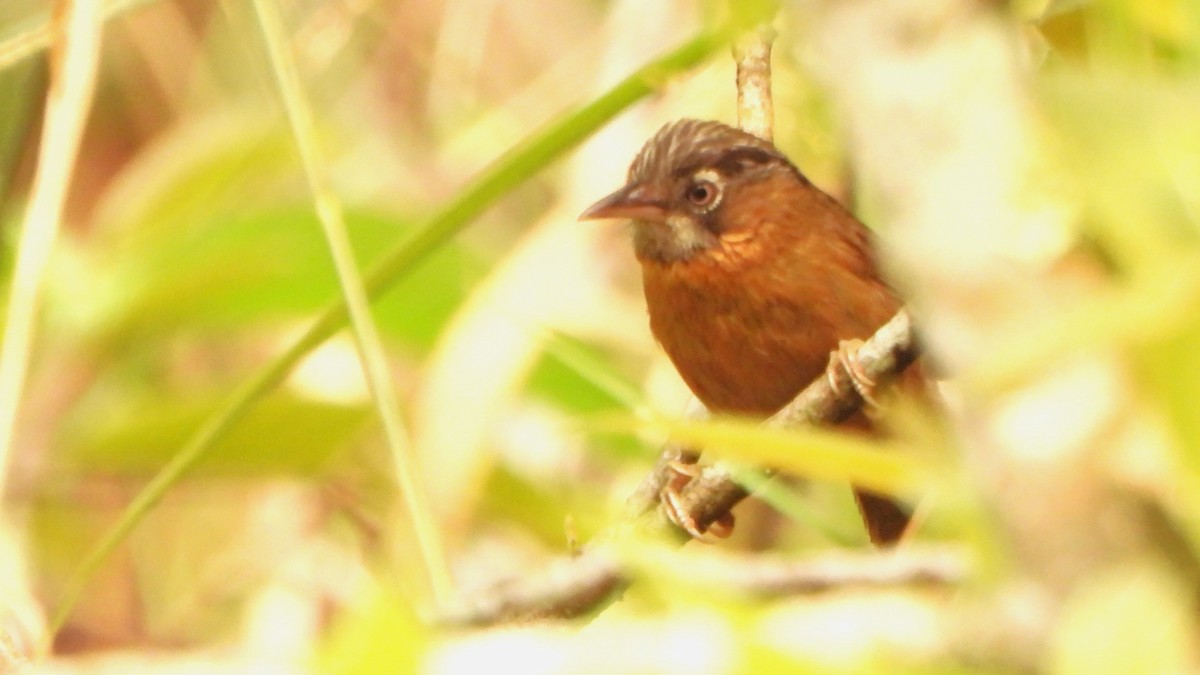 Gray-throated Babbler - Girish Chhatpar