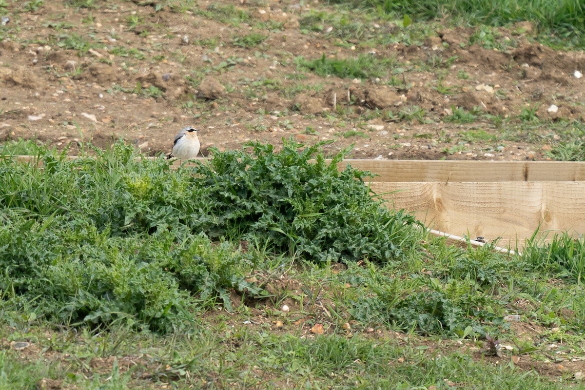 Northern Wheatear - ML617865715