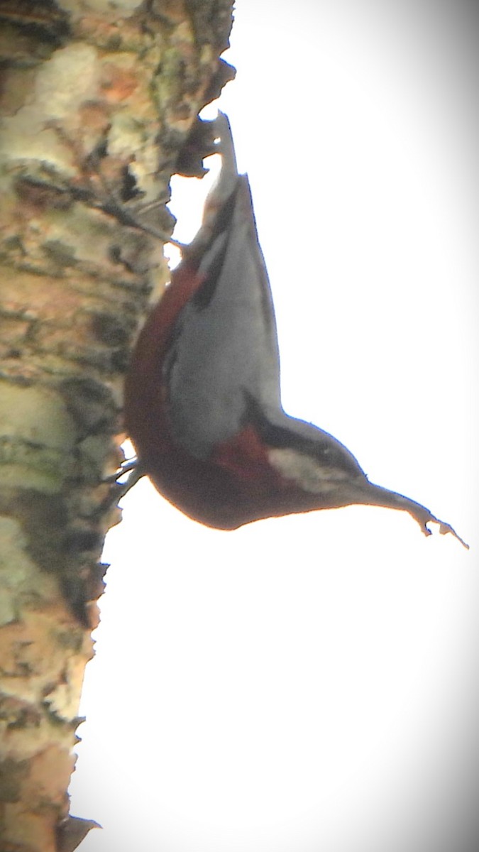 Chestnut-bellied Nuthatch - ML617865718