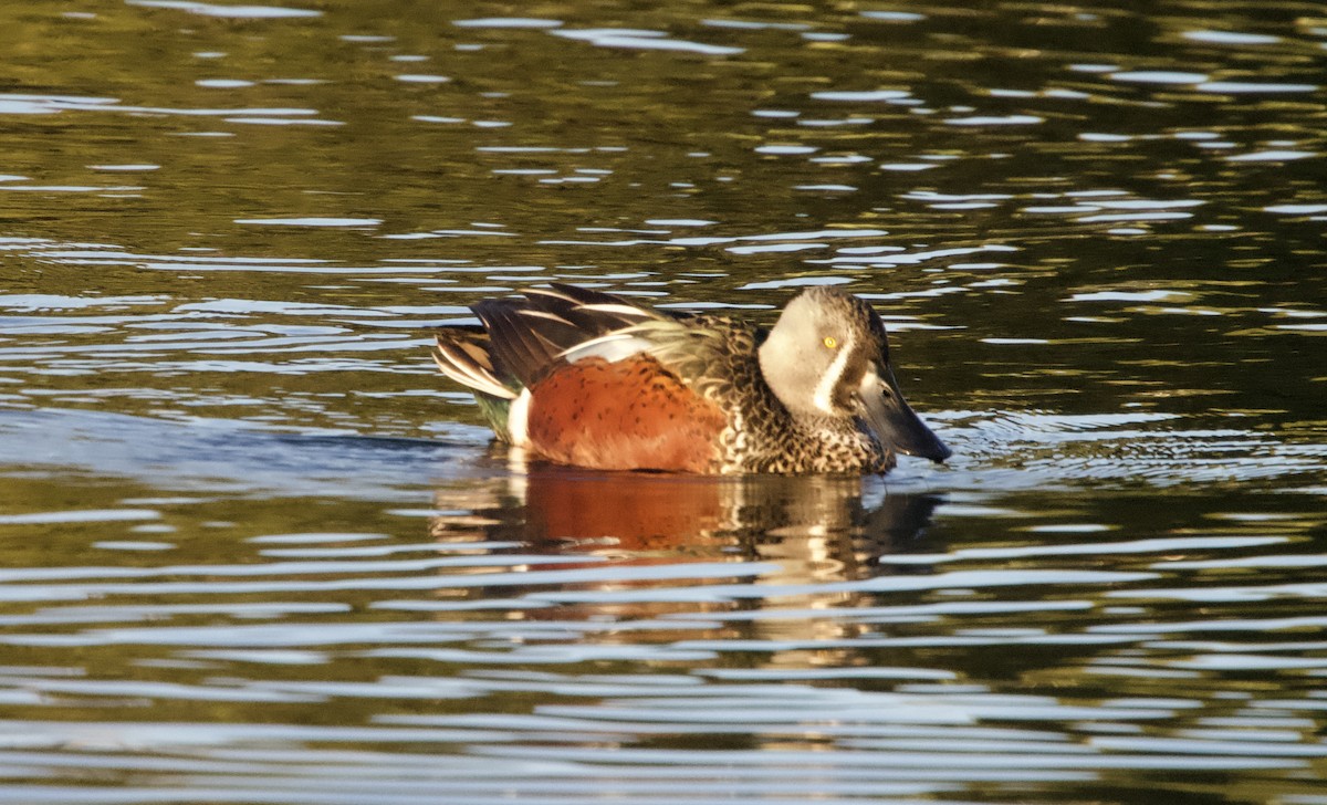 Australasian Shoveler - ML617865721