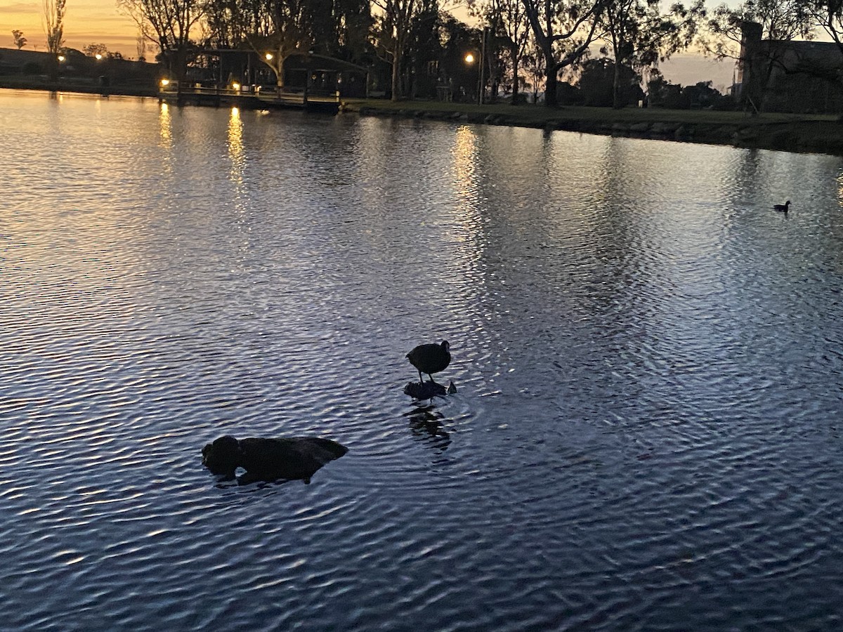 Eurasian Coot - ML617865726