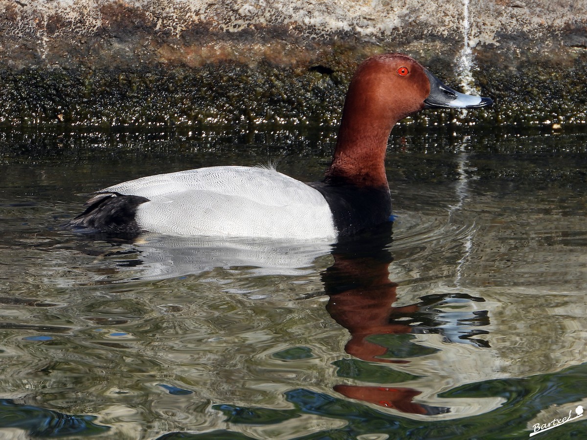 Common Pochard - ML617865728