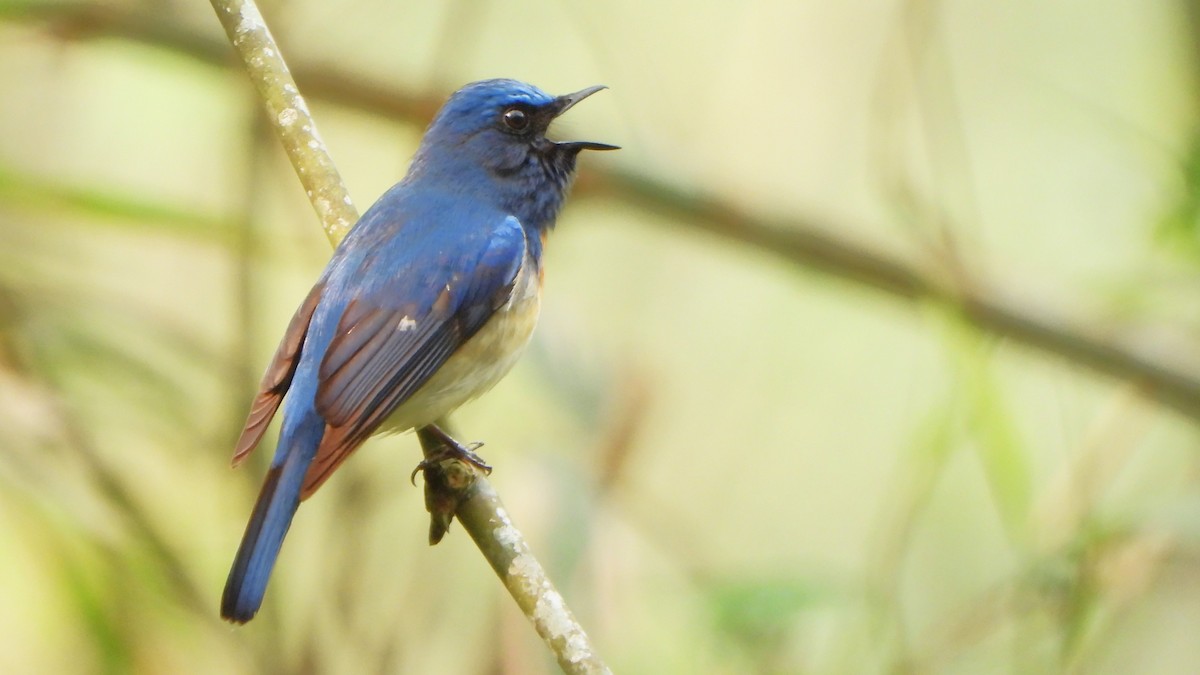 Blue-throated Flycatcher - ML617865747