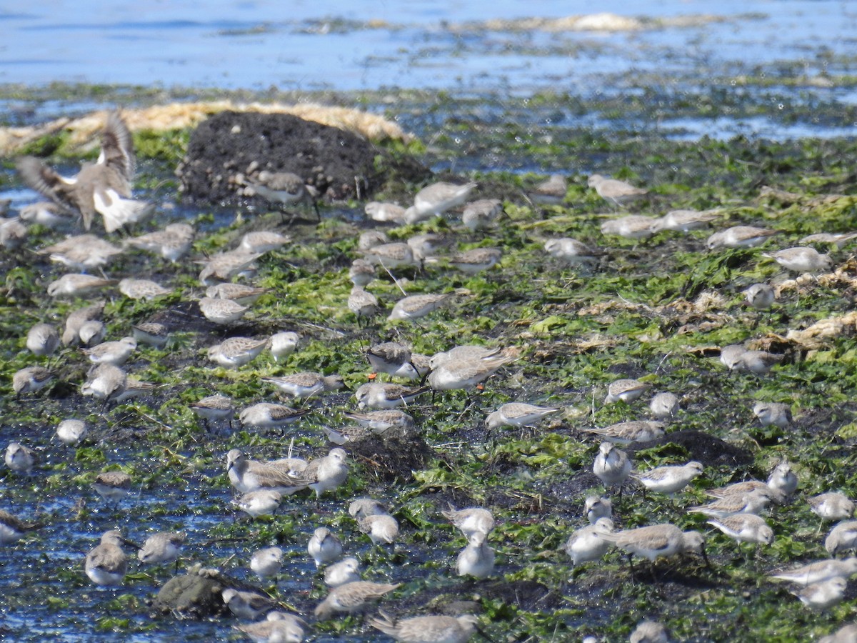 Red-necked Stint - ML617865748