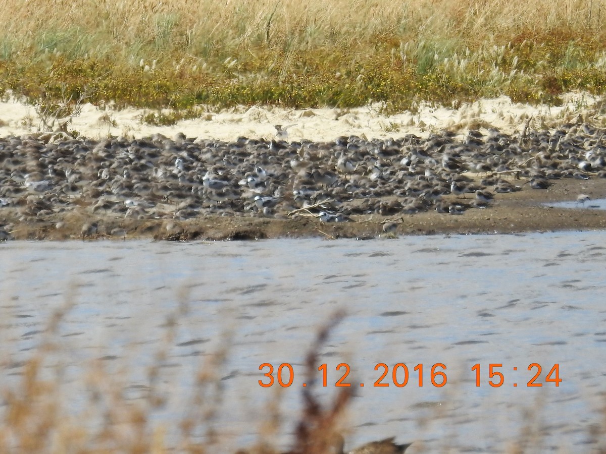 White-winged Tern - ML617865772