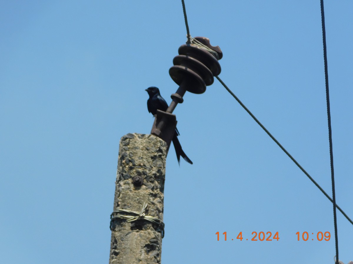 Black Drongo - ML617865806