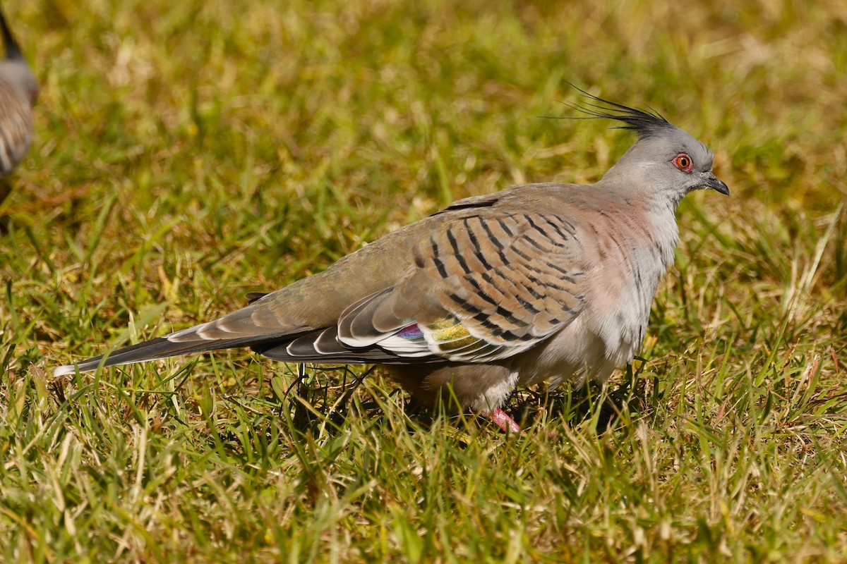 Crested Pigeon - ML617865807