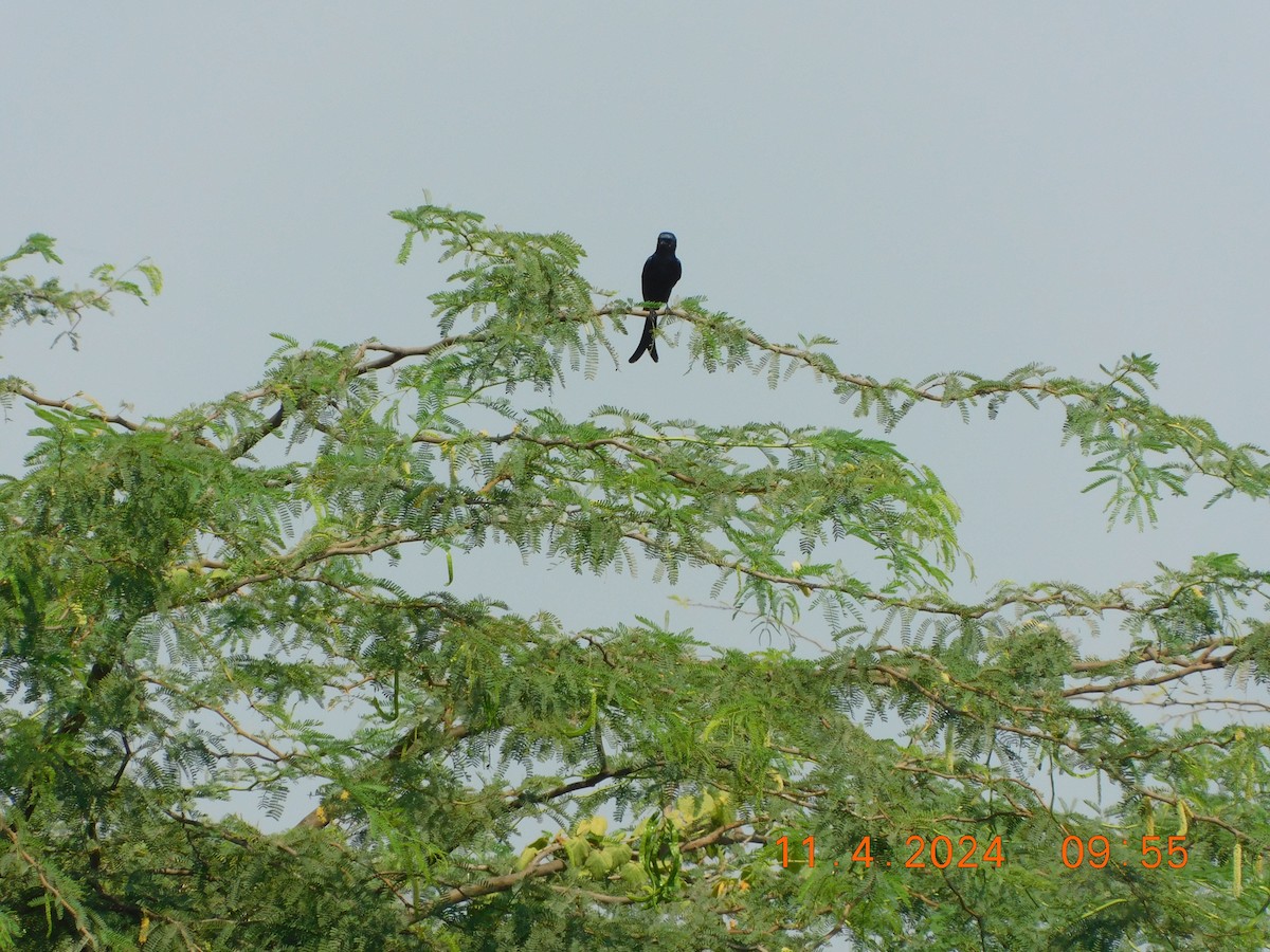 Black Drongo - ML617865808