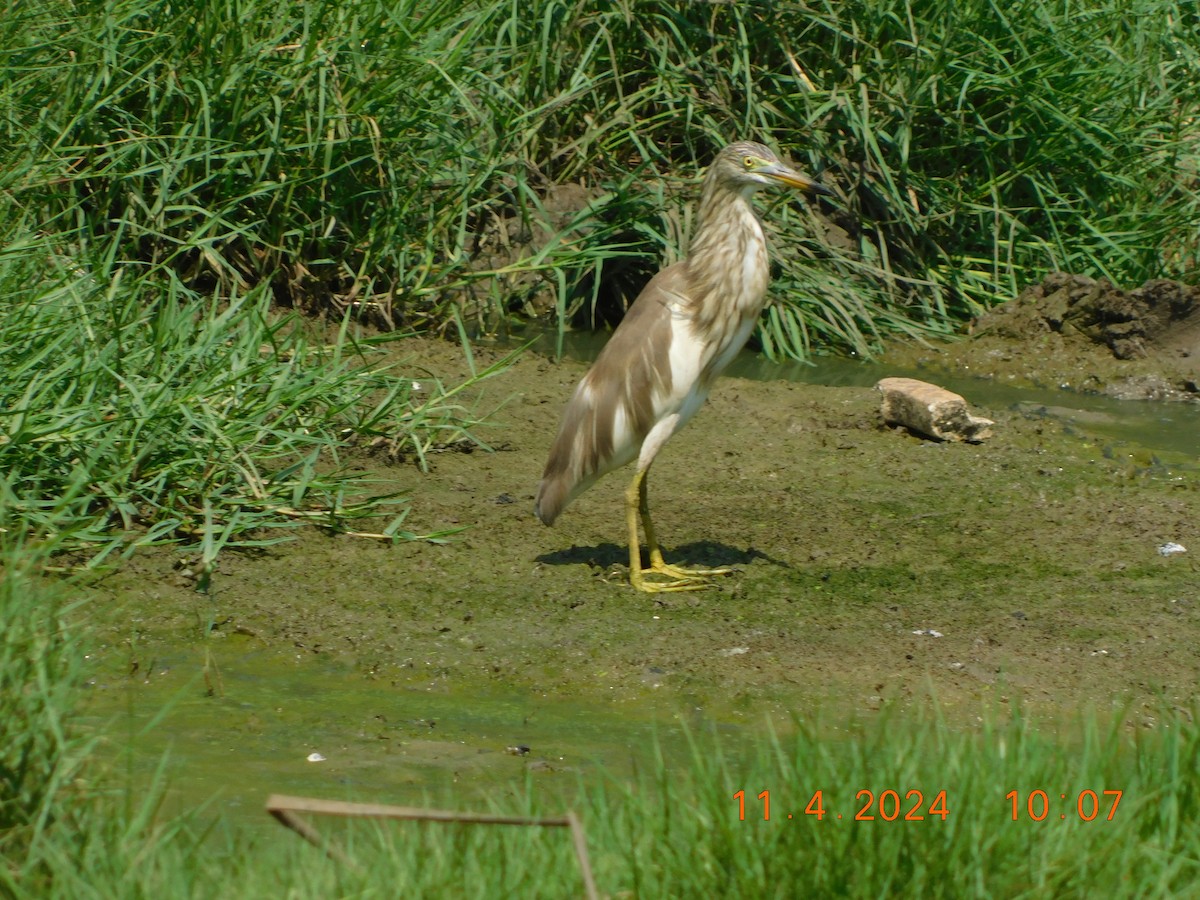 Indian Pond-Heron - ML617865815