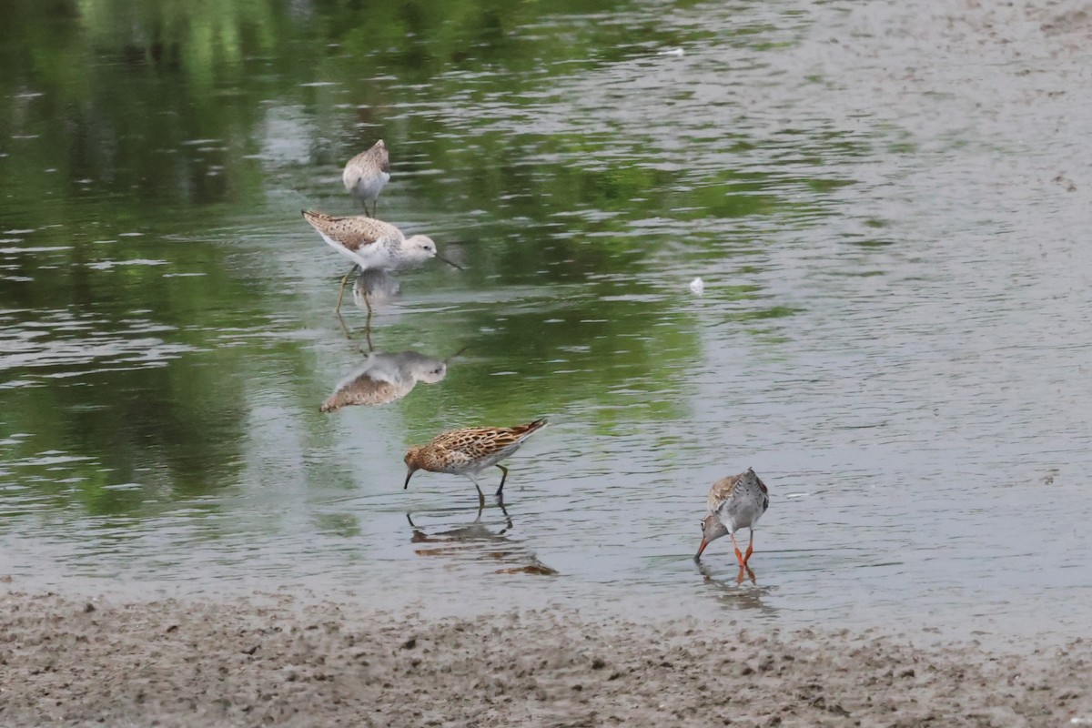 Common Redshank - ML617865828