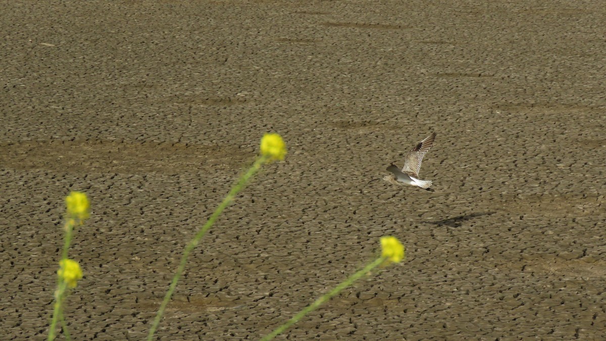 Eurasian Curlew - ML617865838