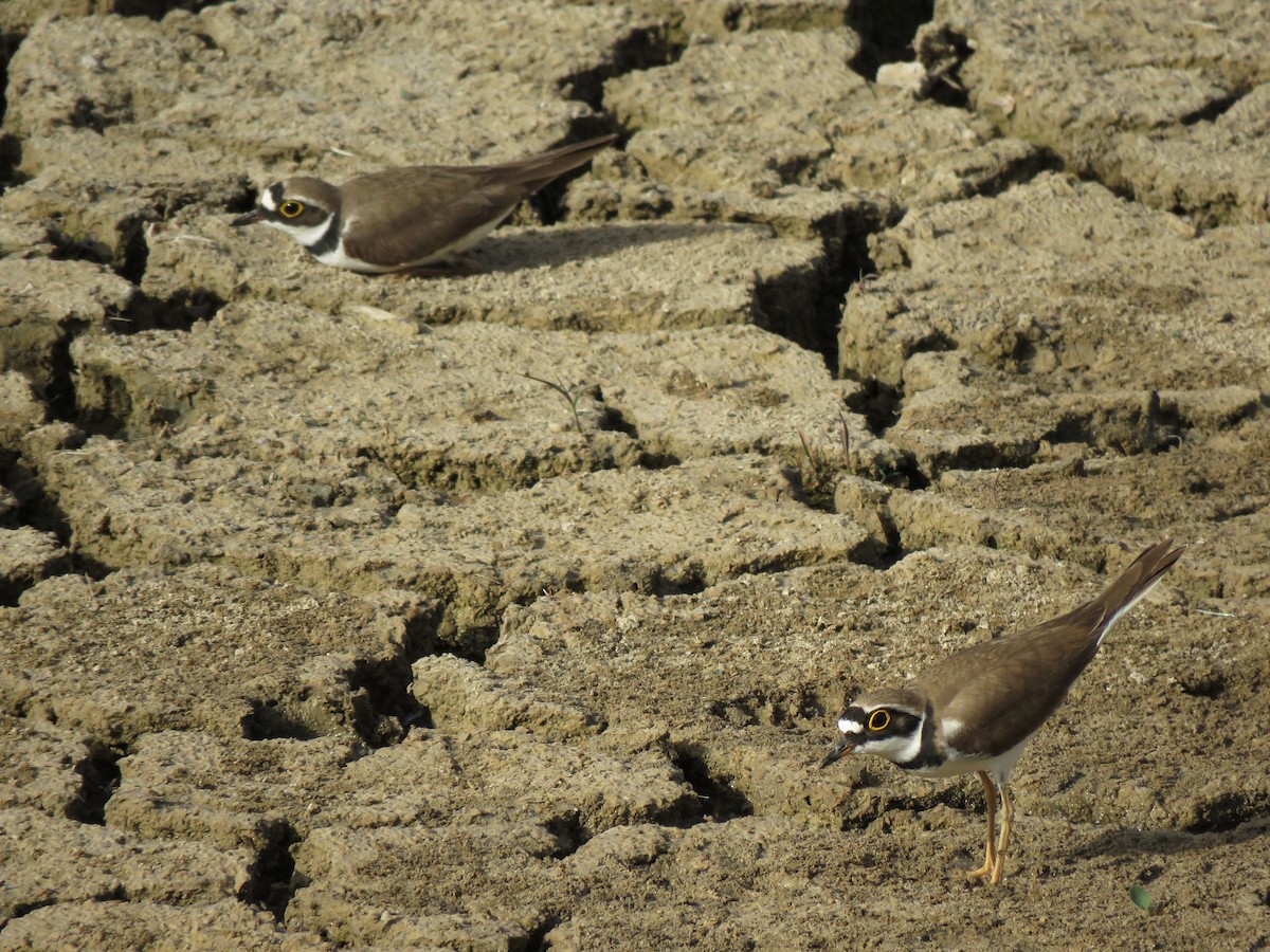 Little Ringed Plover - ML617865845