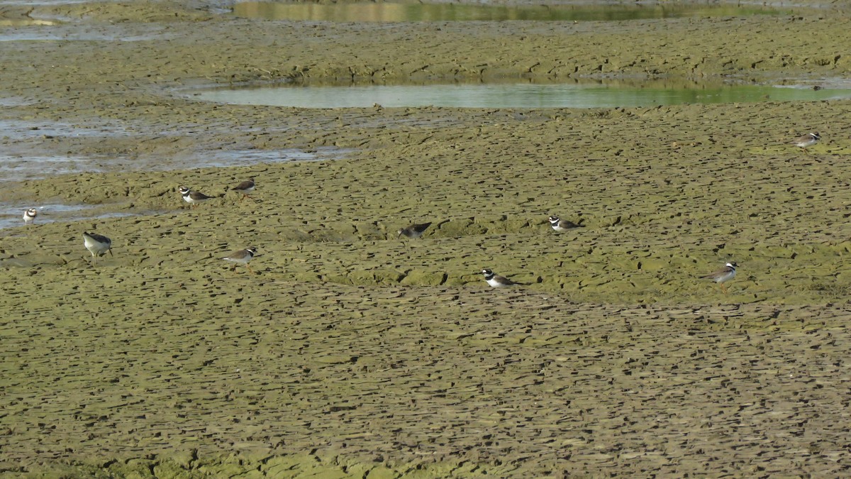 Common Ringed Plover - ML617865846