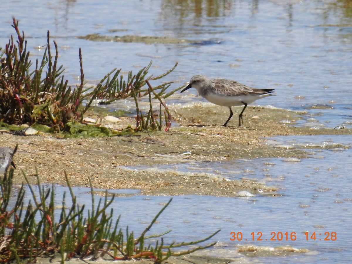 Red-necked Stint - ML617865849