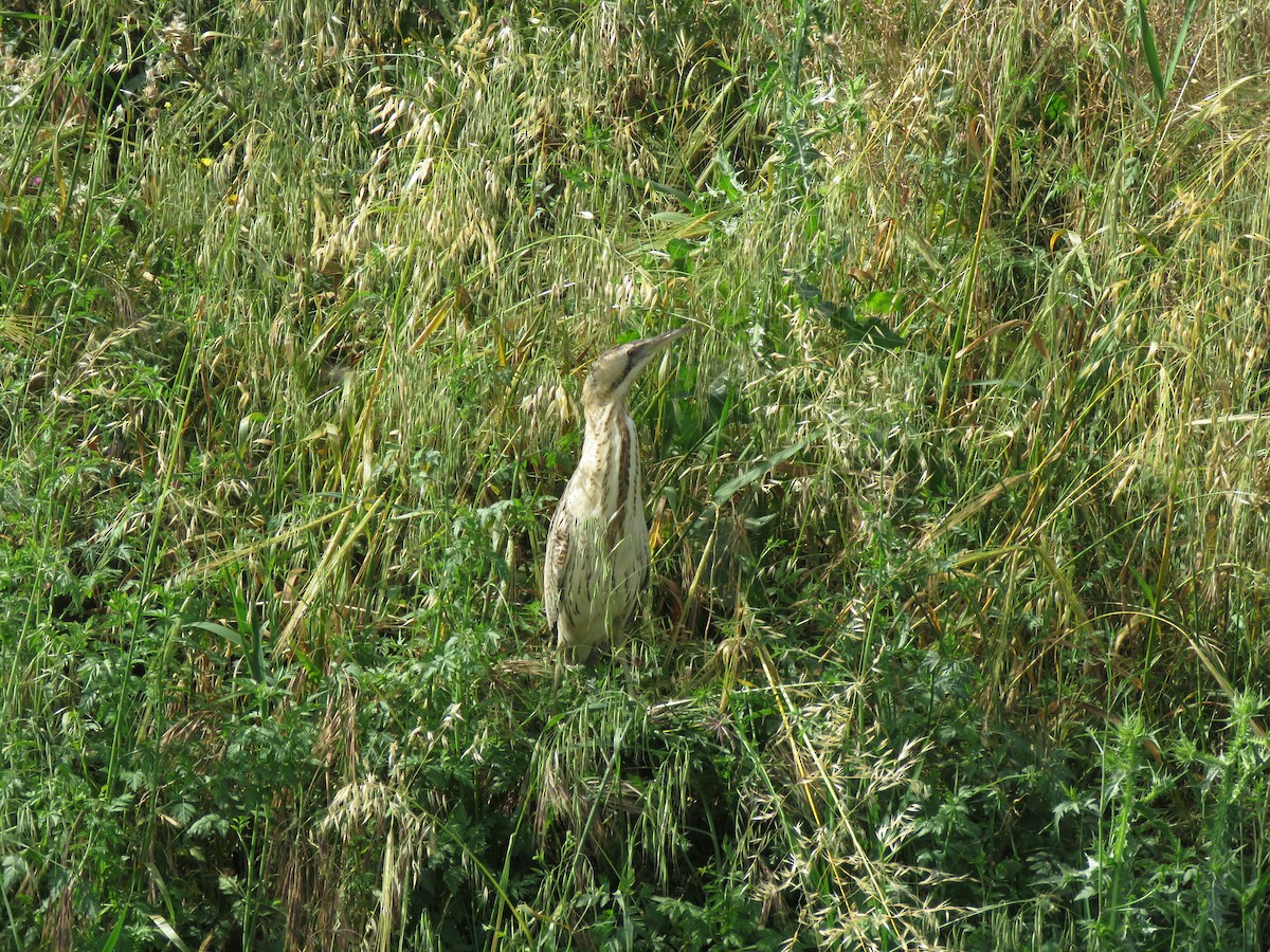 Great Bittern - ML617865852