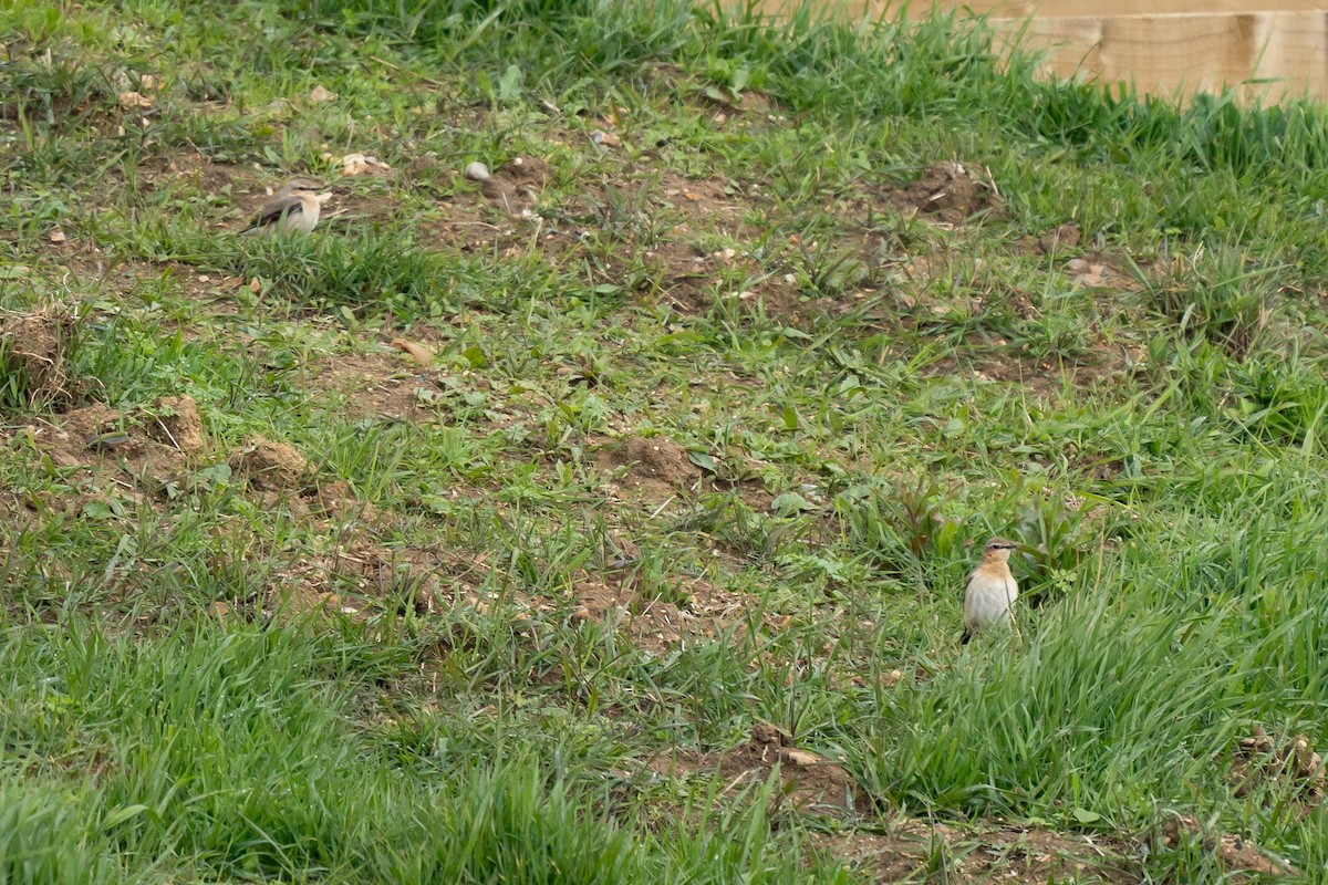 Northern Wheatear - ML617865873