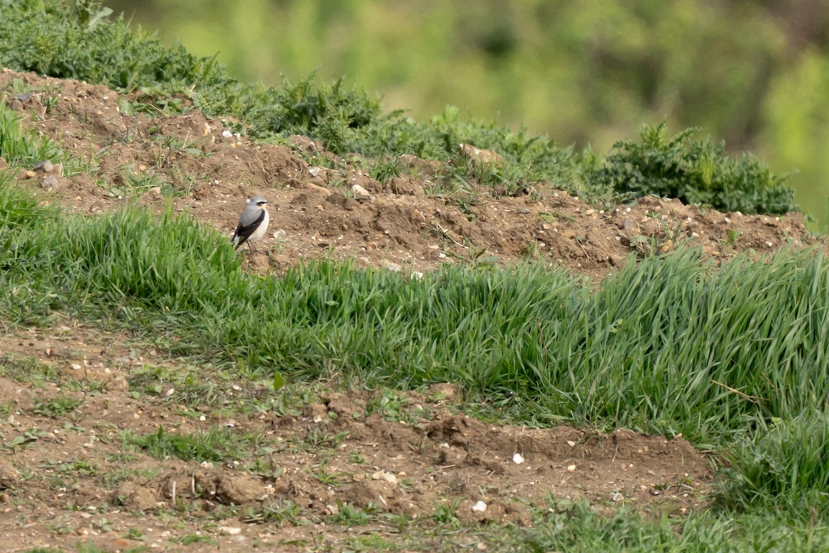 Northern Wheatear - ML617865881