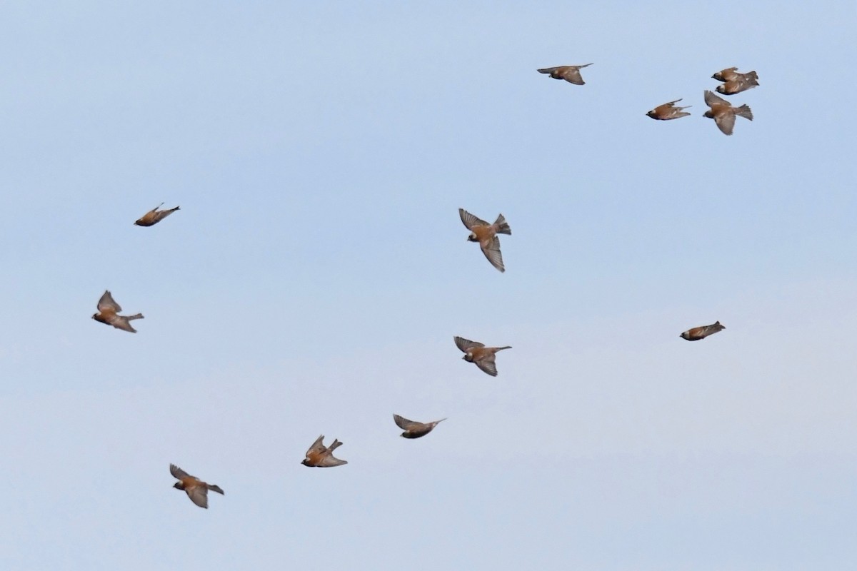 Gray-crowned Rosy-Finch - ML617865885