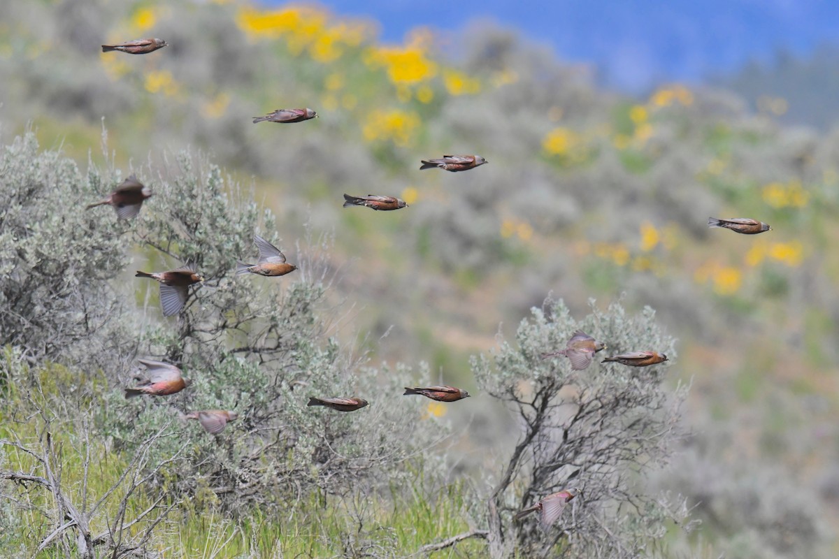 Gray-crowned Rosy-Finch - ML617865888