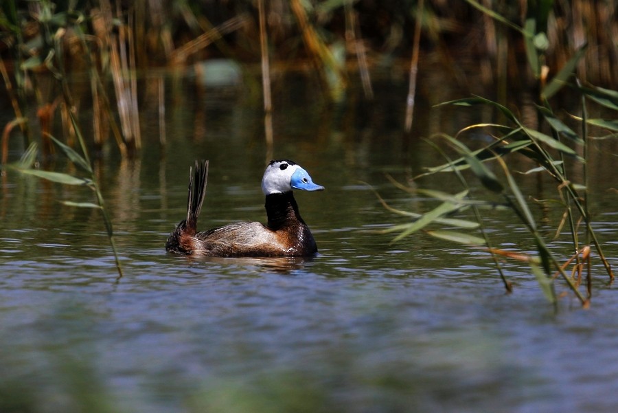 White-headed Duck - ML617865919